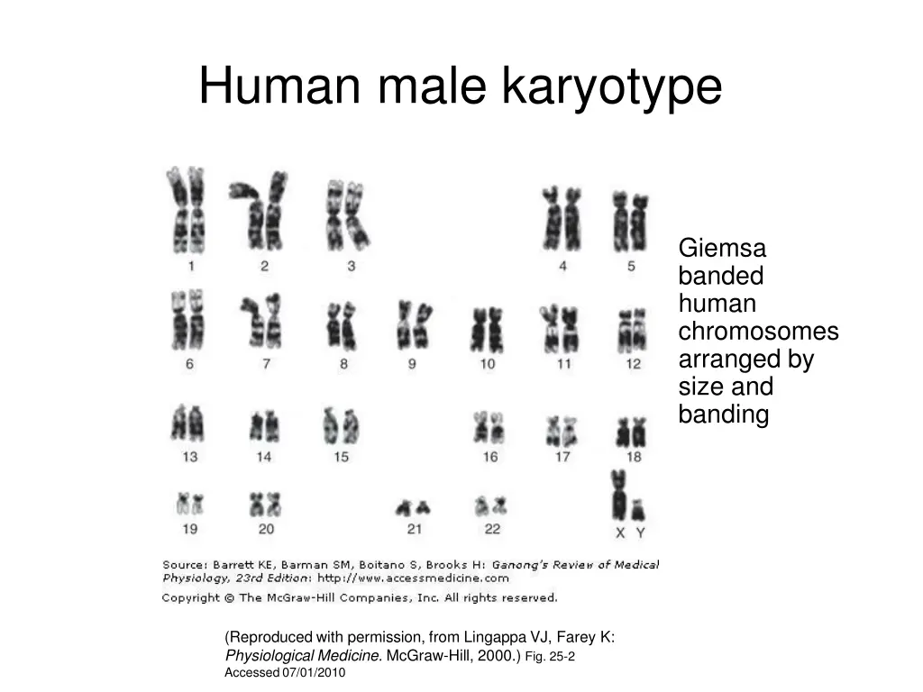 human male karyotype