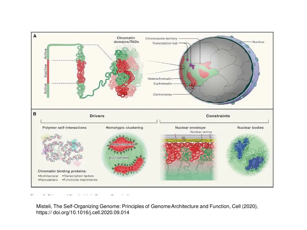 misteli the self organizing genome principles 1