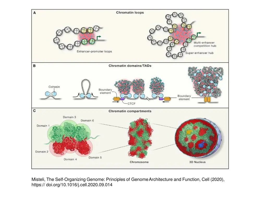 misteli the self organizing genome principles 2