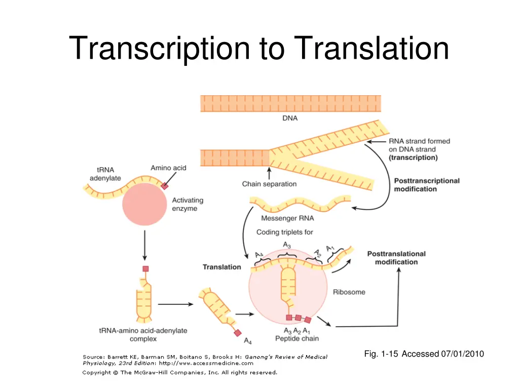 transcription to translation