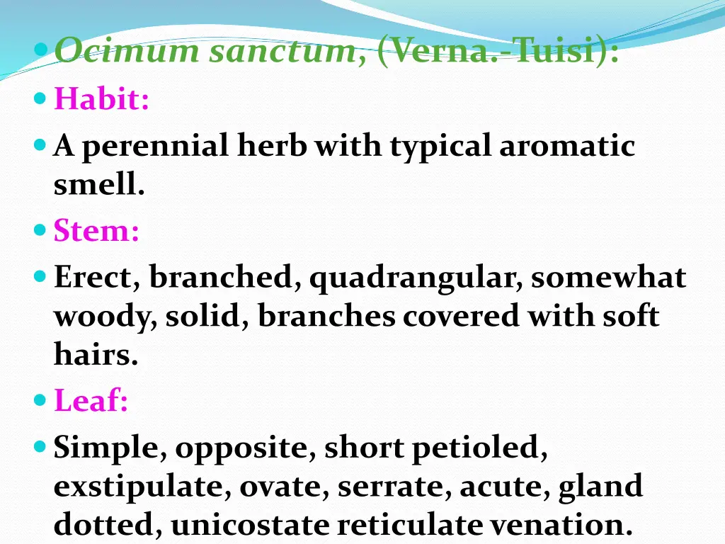 ocimum sanctum verna tuisi habit a perennial herb