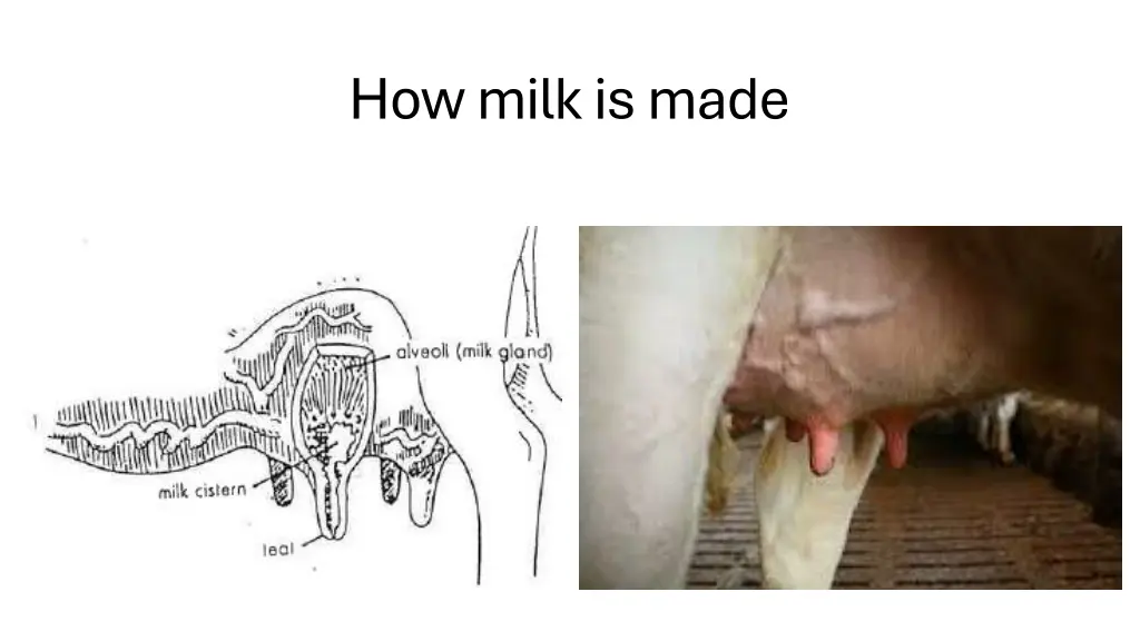 how milk is made