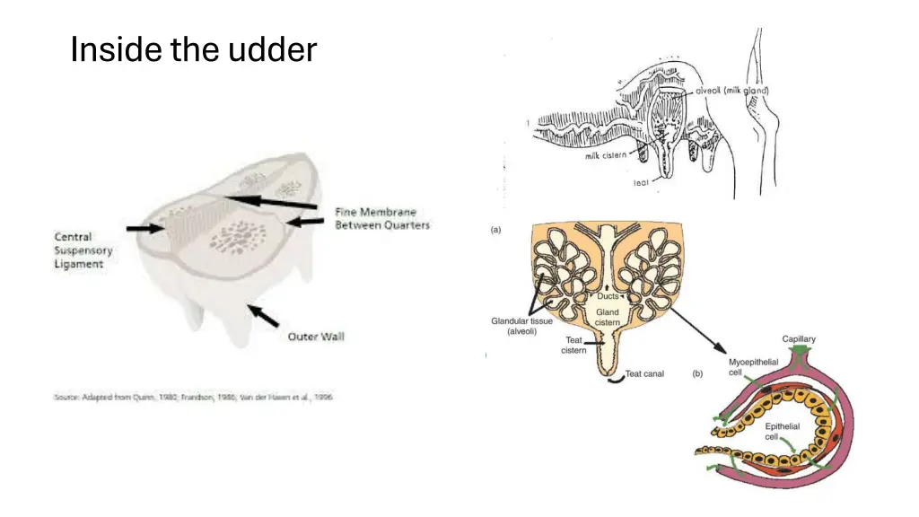 inside the udder
