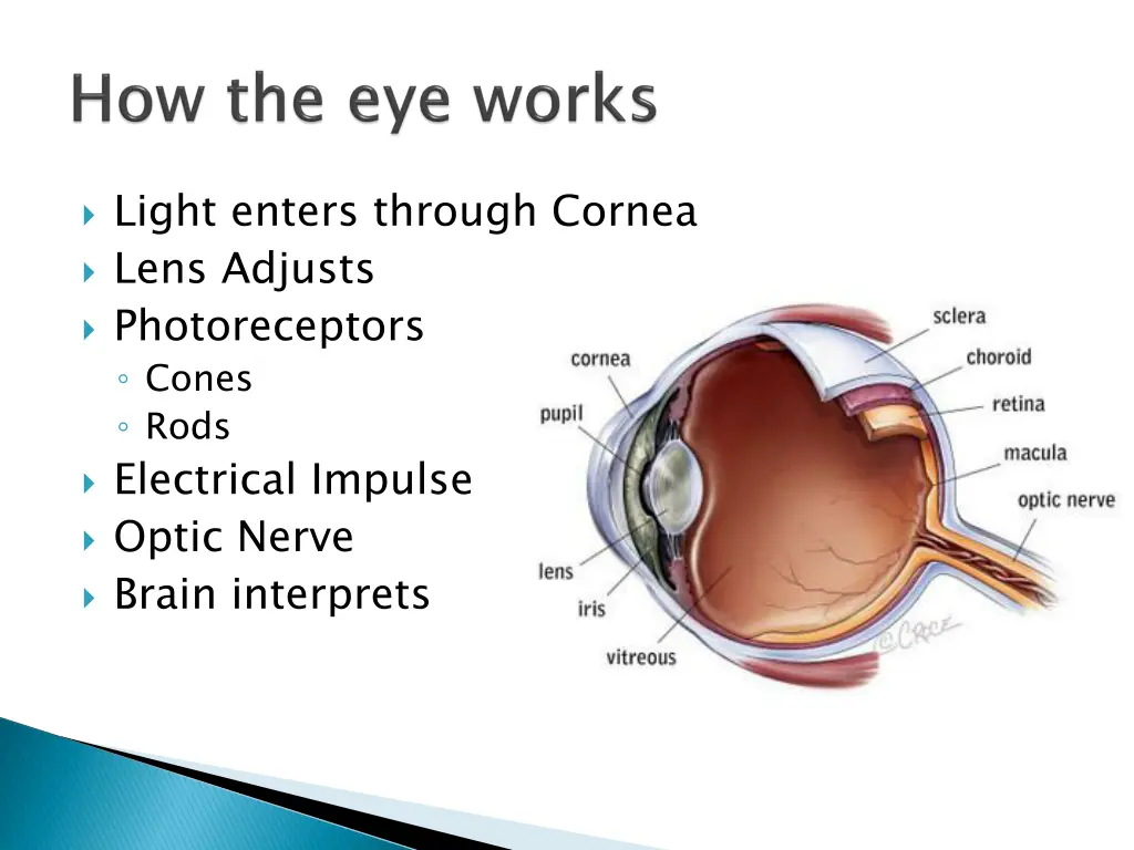 light enters through cornea lens adjusts