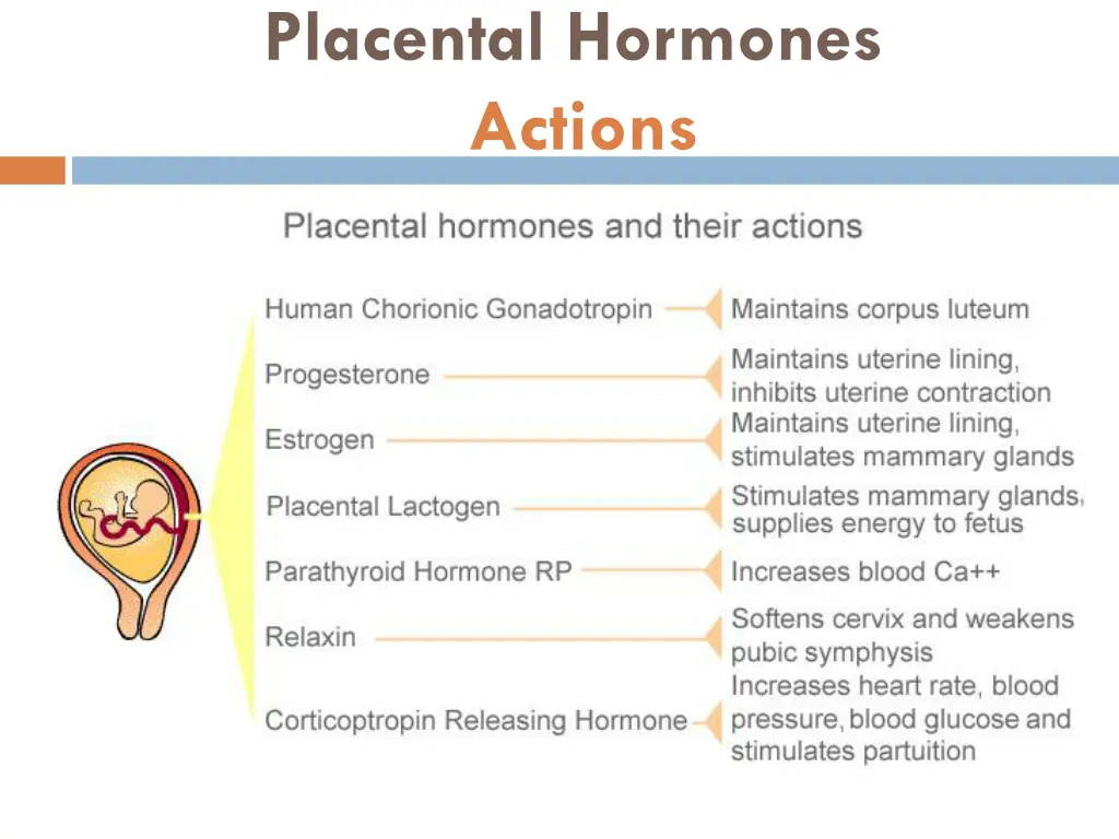 placental hormones actions