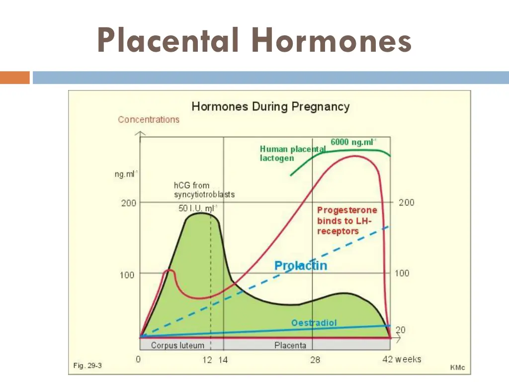 placental hormones