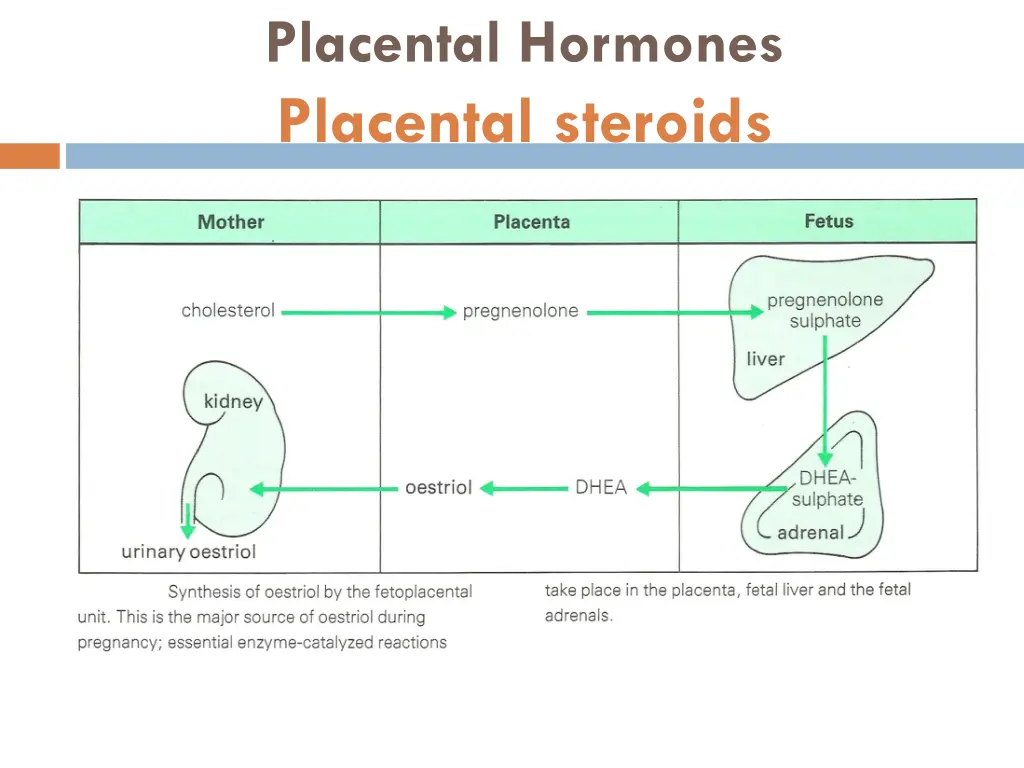 placental hormones placental steroids