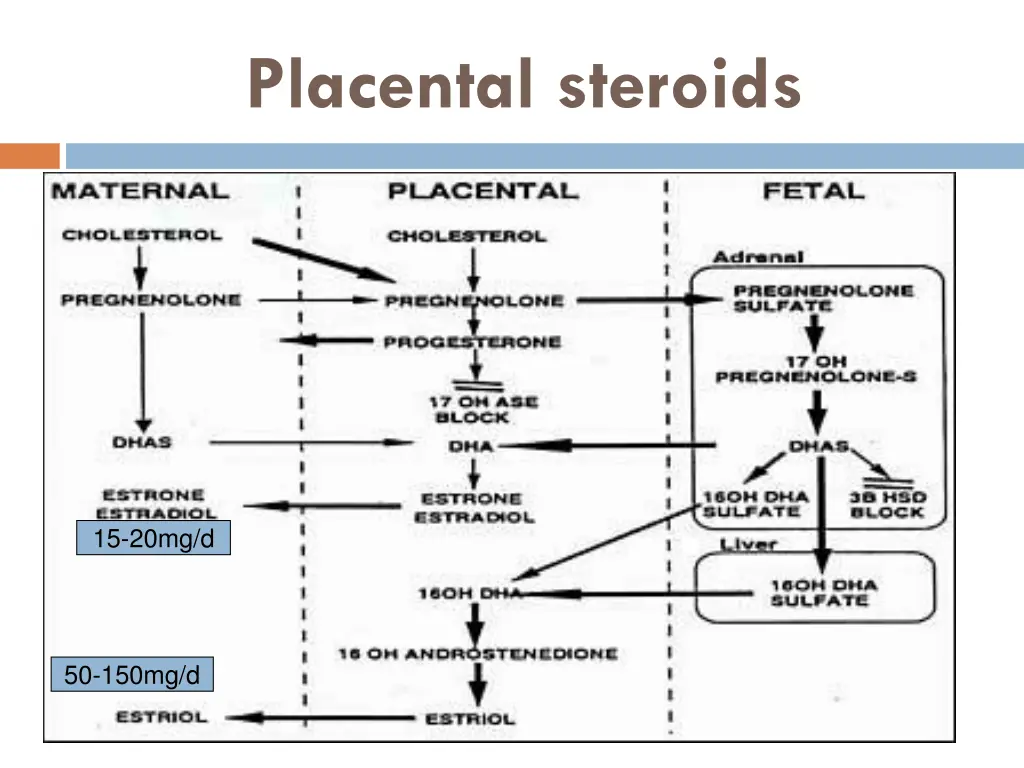 placental steroids