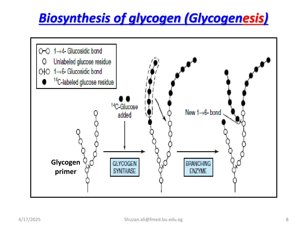 biosynthesis of glycogen glycogenesis