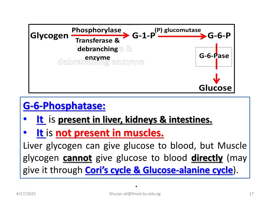 g 6 phosphatase it is present in liver kidneys