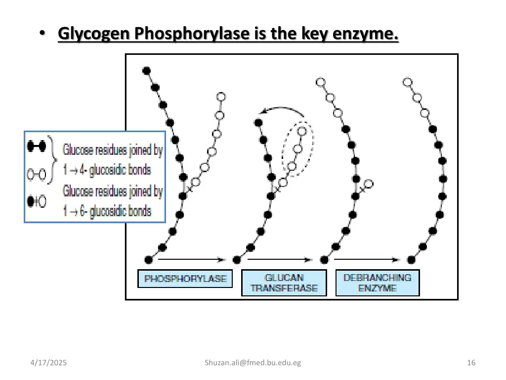 glycogen phosphorylase is the key enzyme