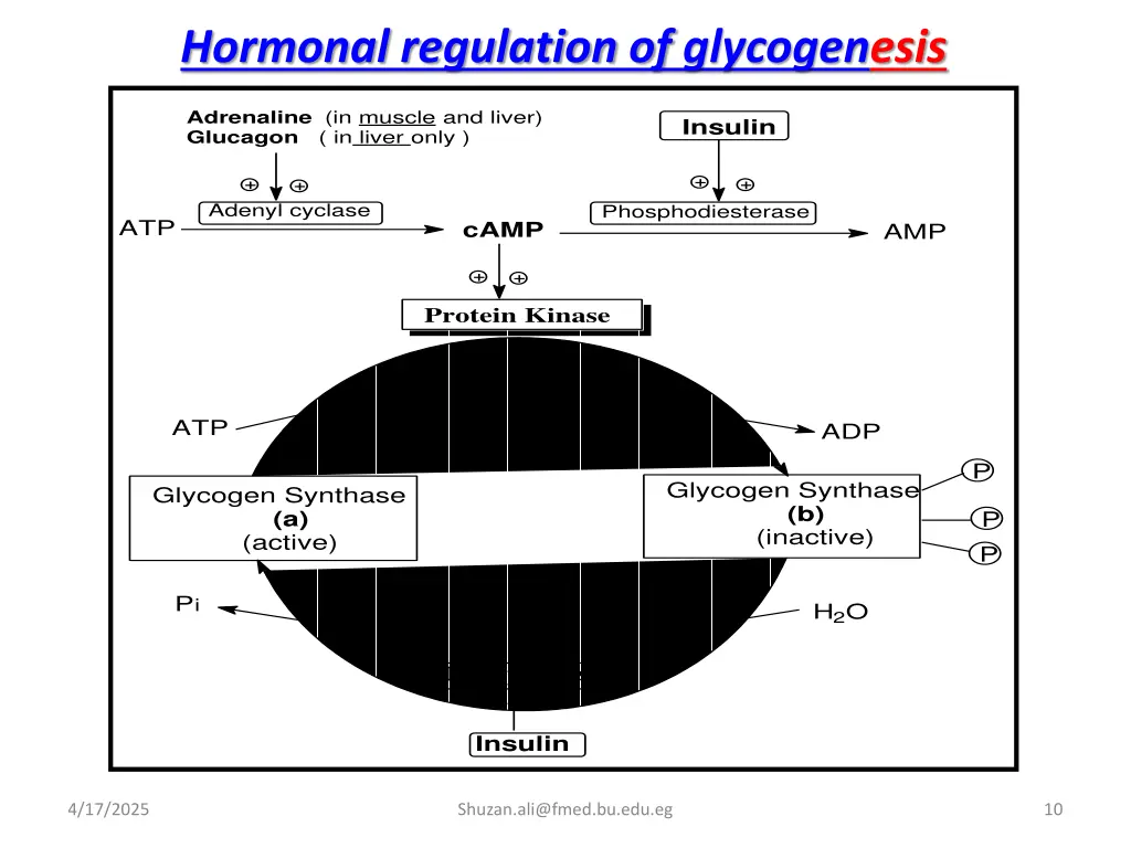 hormonal regulation of glycogenesis