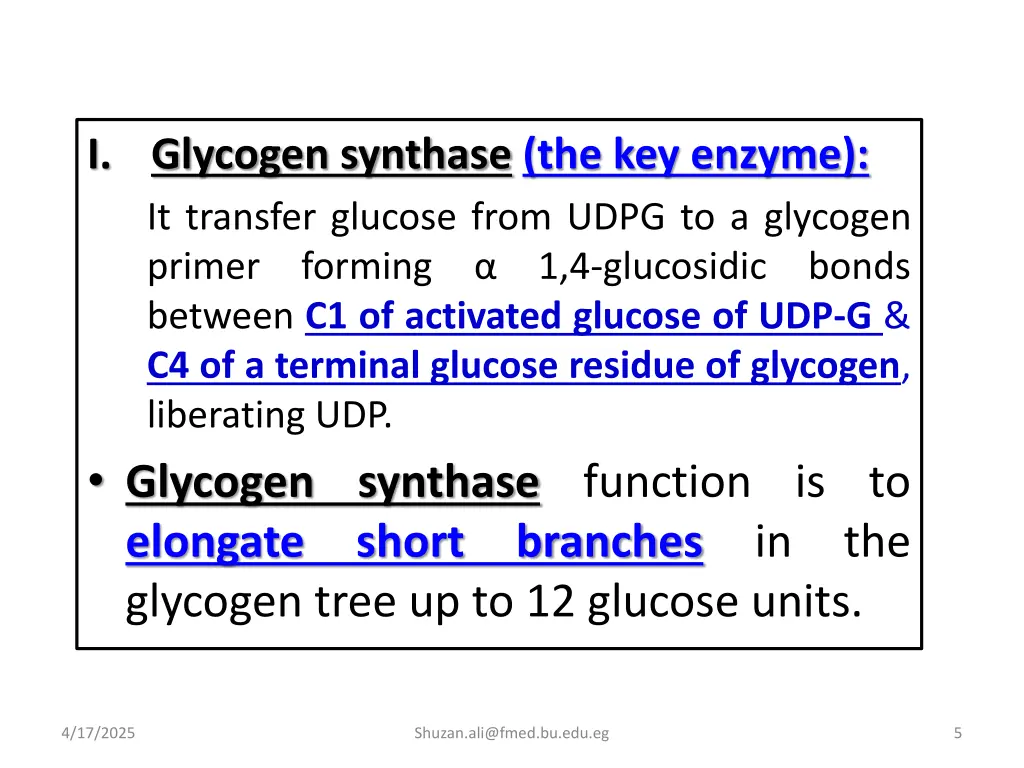i glycogen synthase the key enzyme it transfer