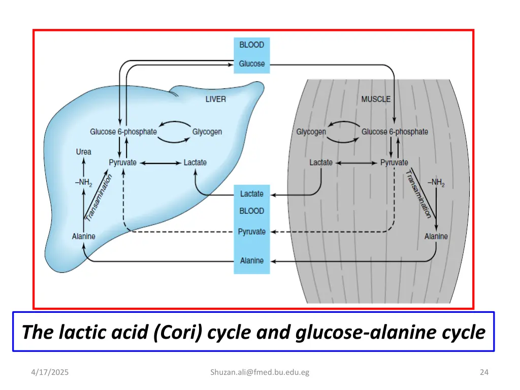 the lactic acid cori cycle and glucose alanine