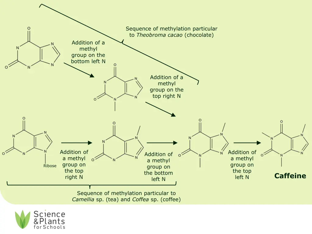 sequence of methylation particular to theobroma
