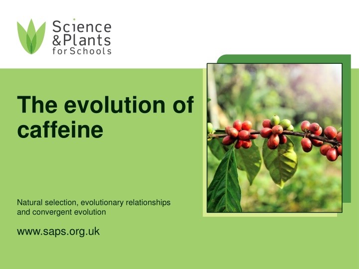 the evolution of caffeine