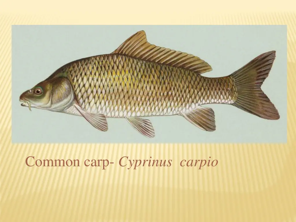 image common carp jpg