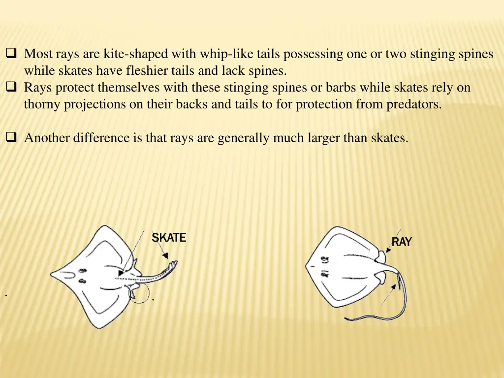 most rays are kite shaped with whip like tails