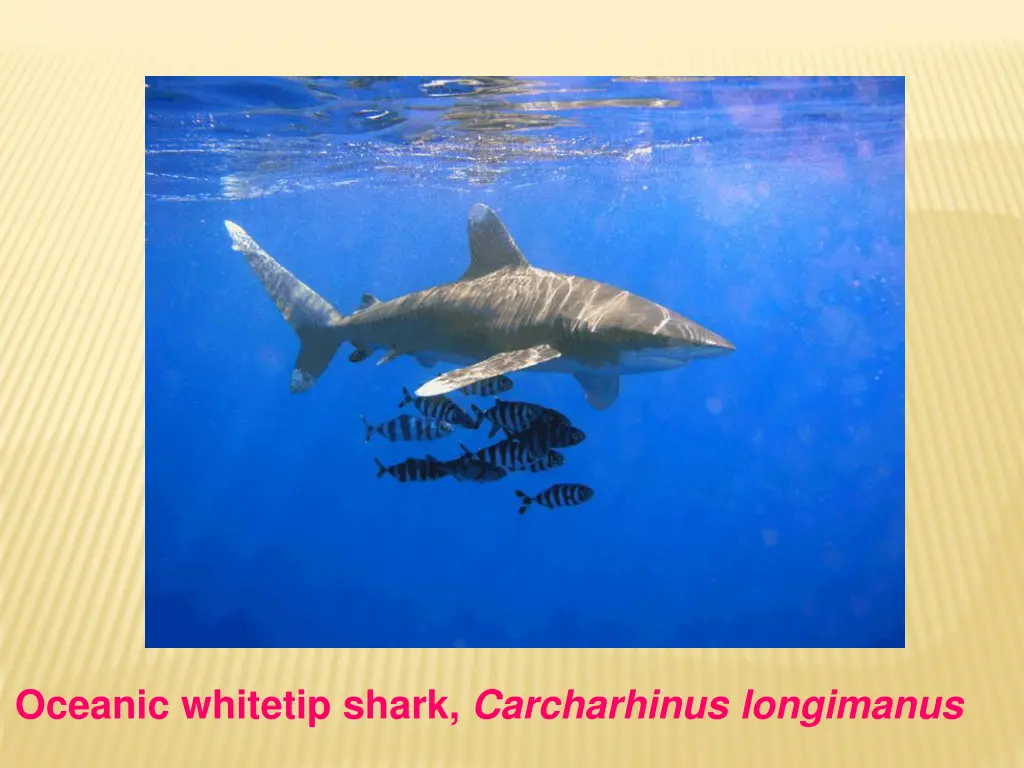 oceanic whitetip shark carcharhinus longimanus
