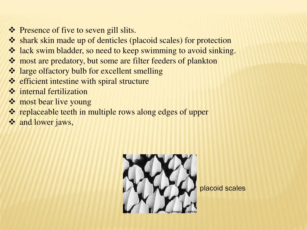 presence of five to seven gill slits shark skin