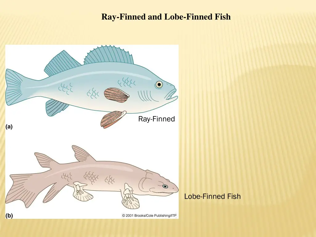 ray finned and lobe finned fish