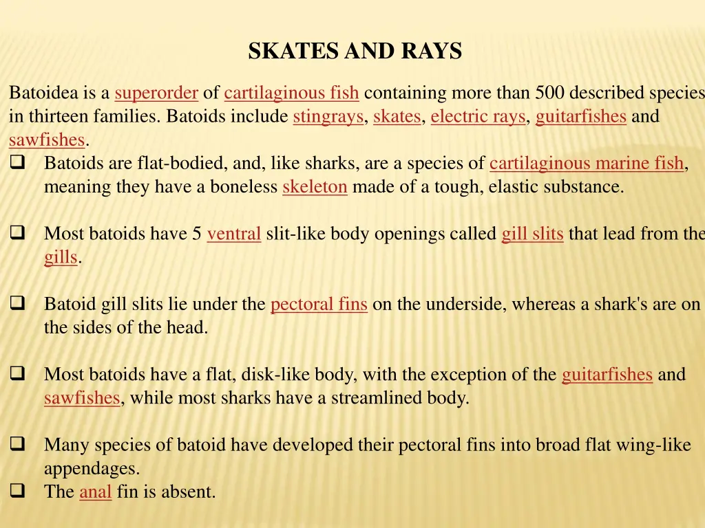 skates and rays