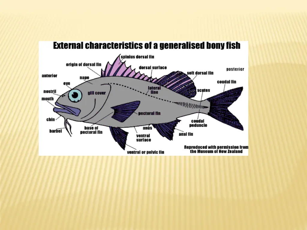slide17