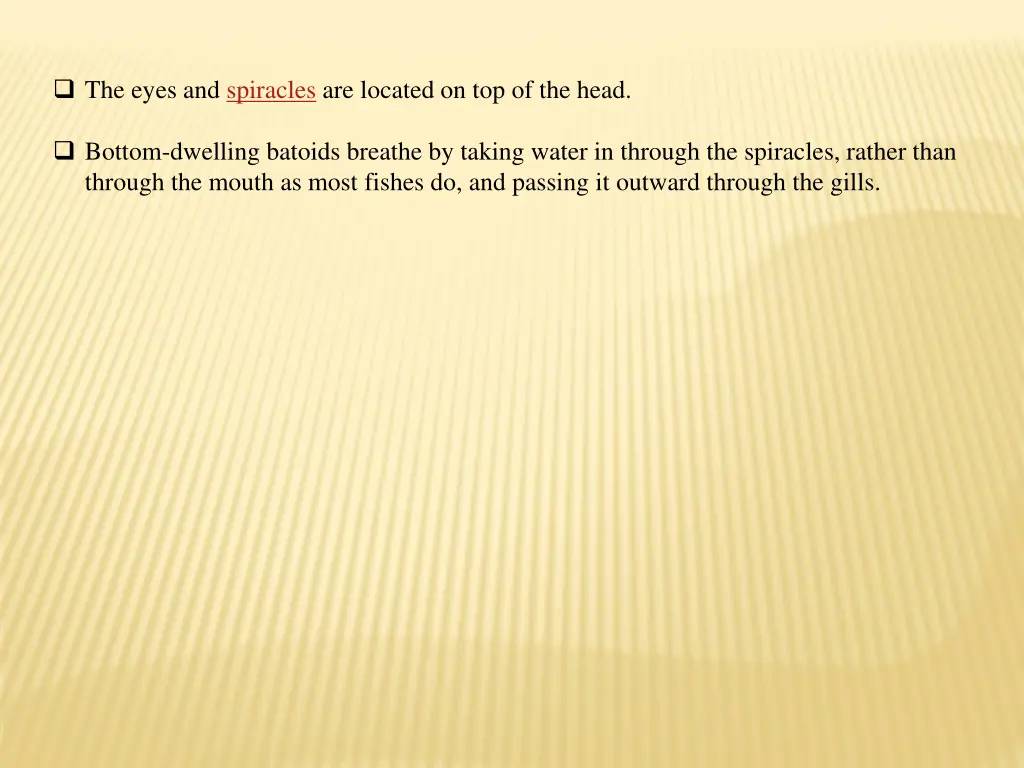 the eyes and spiracles are located