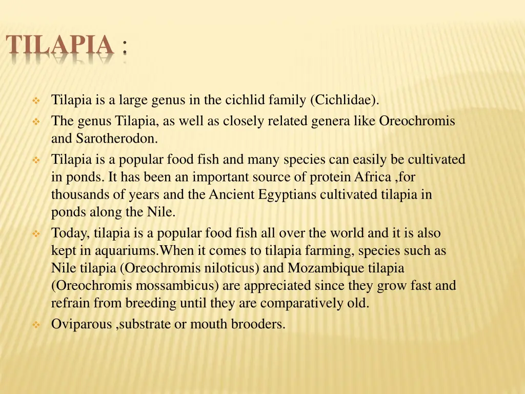 tilapia