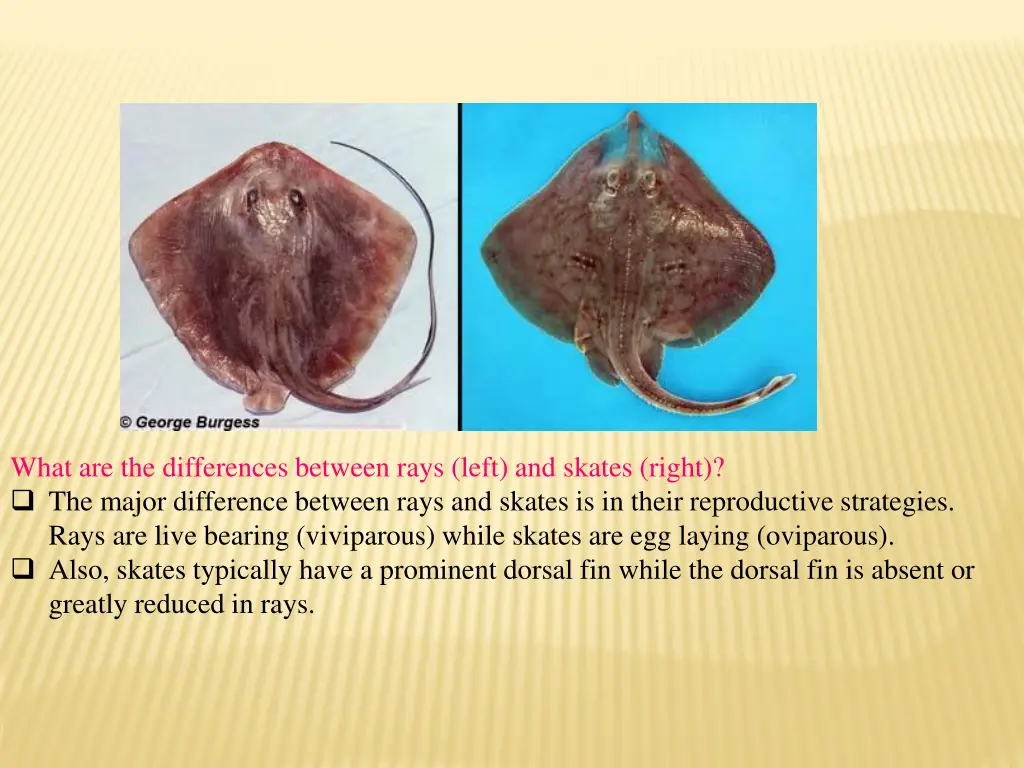 what are the differences between rays left