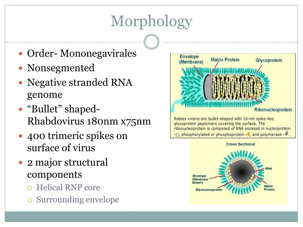 morphology