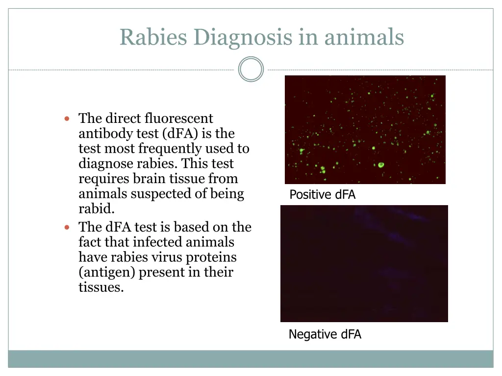rabies diagnosis in animals