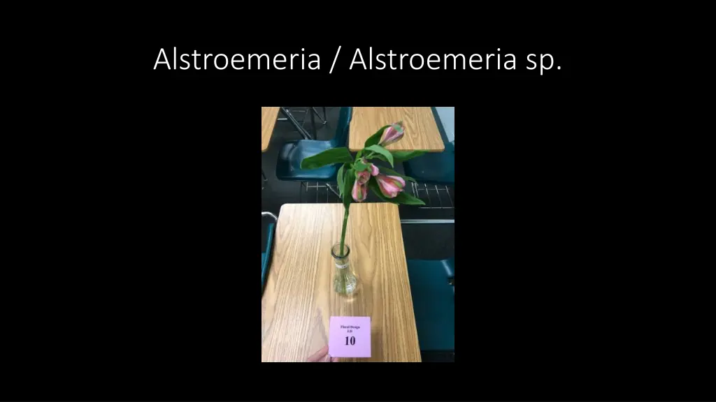alstroemeria alstroemeria sp