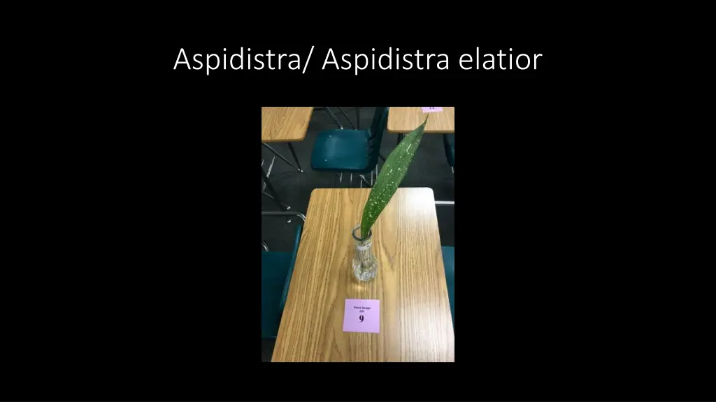 aspidistra aspidistra elatior