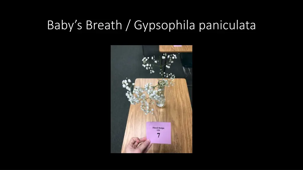 baby s breath gypsophila paniculata