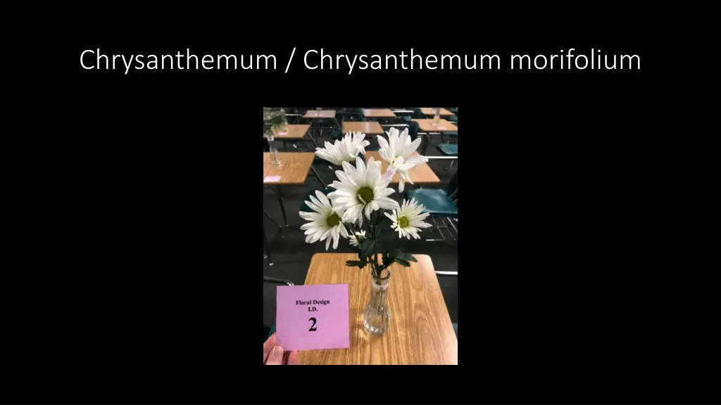 chrysanthemum chrysanthemum morifolium