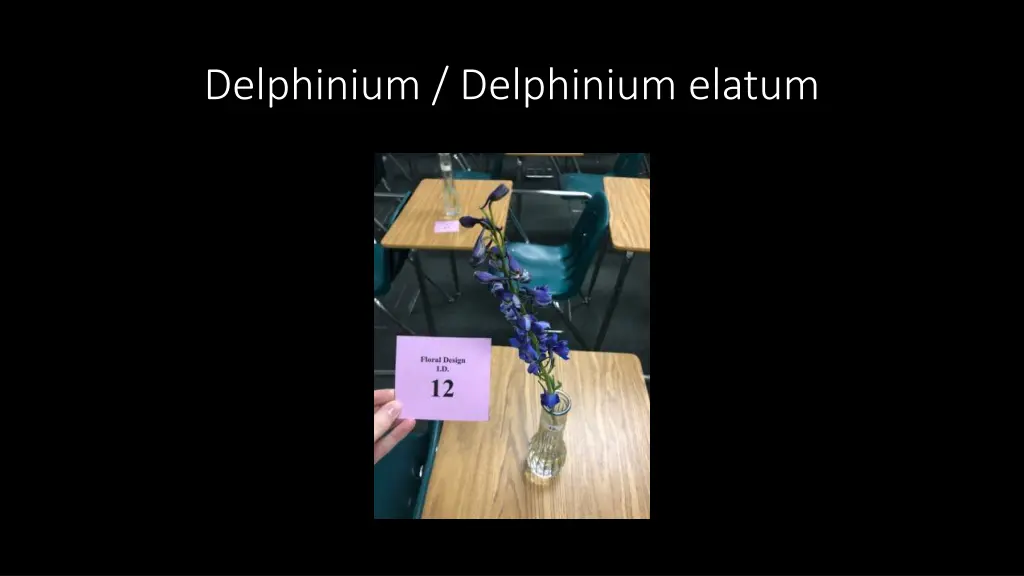 delphinium delphinium elatum