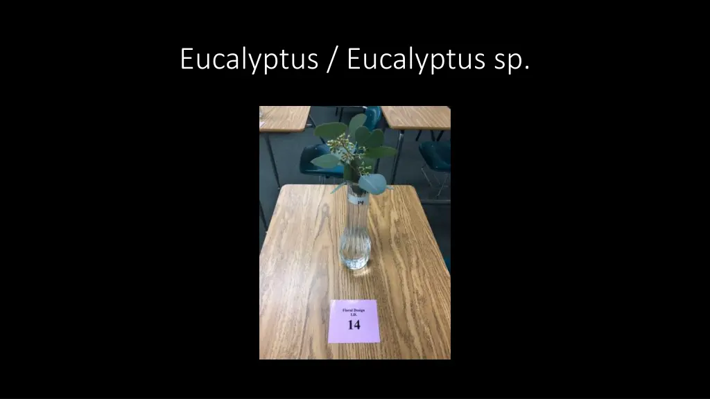 eucalyptus eucalyptus sp