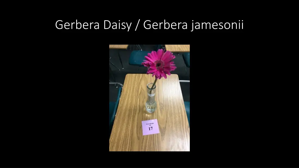 gerbera daisy gerbera jamesonii