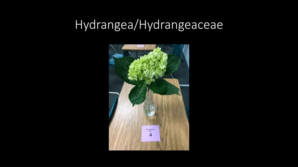 hydrangea hydrangeaceae
