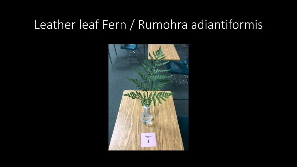 leather leaf fern rumohra adiantiformis