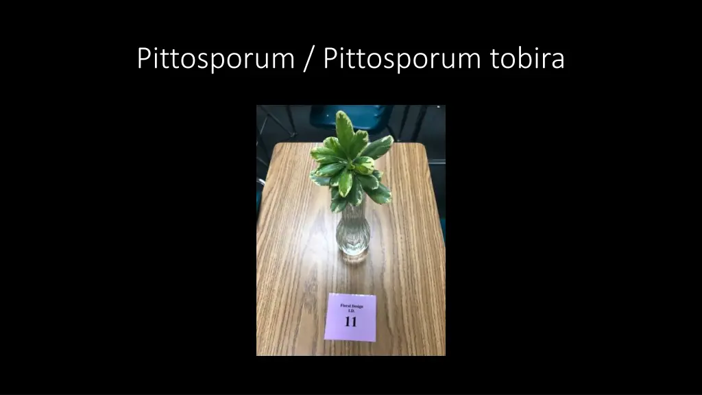 pittosporum pittosporum tobira
