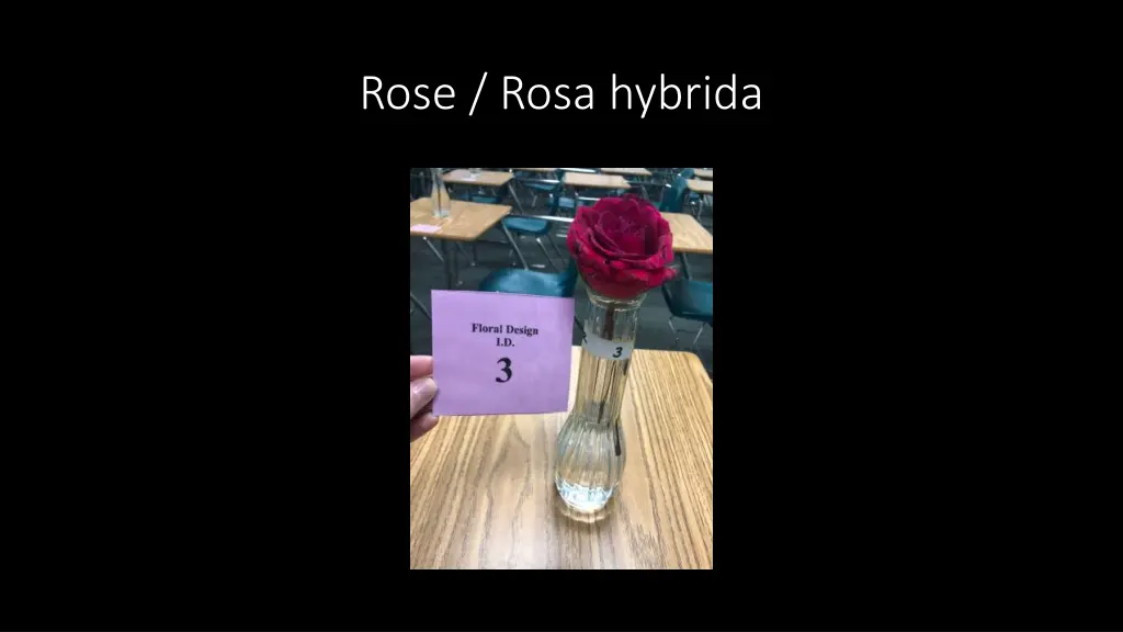 rose rosa hybrida