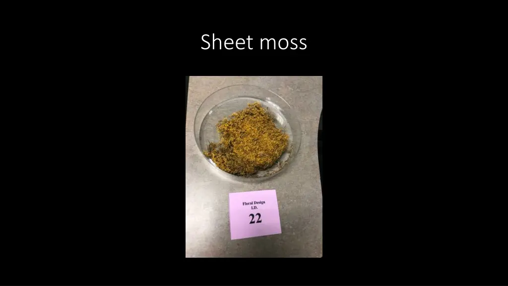 sheet moss
