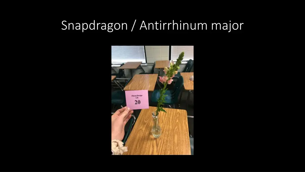 snapdragon antirrhinum major