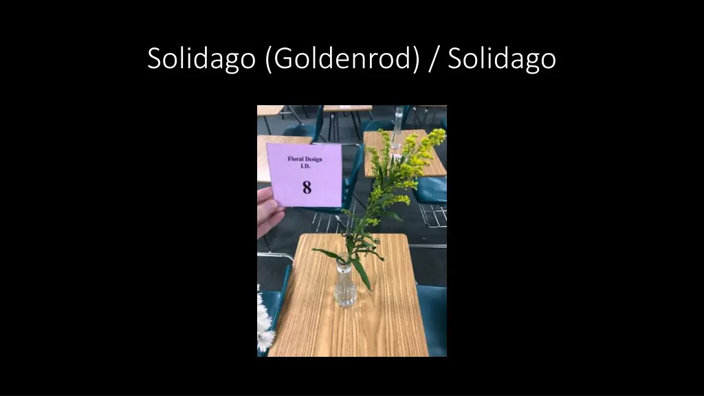 solidago goldenrod solidago