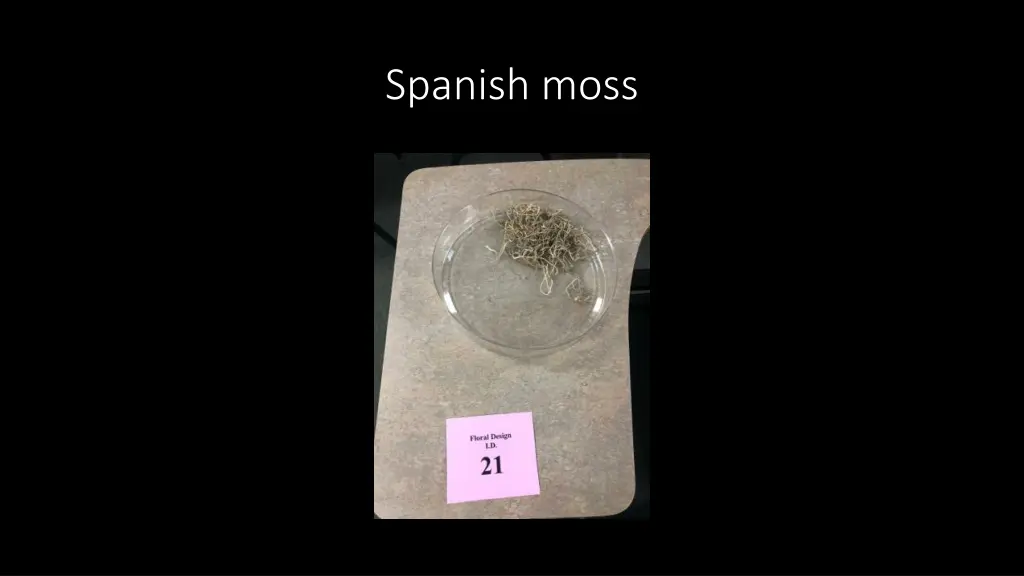 spanish moss