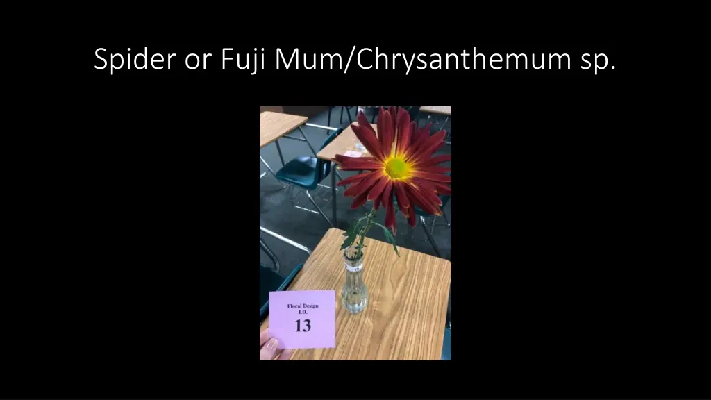 spider or fuji mum chrysanthemum sp