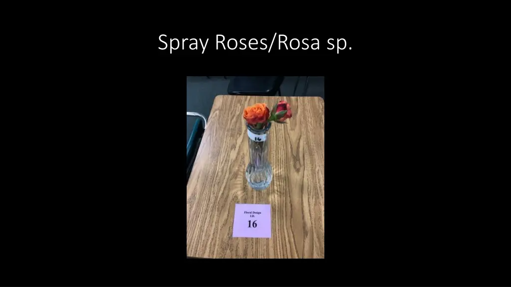 spray roses rosa sp