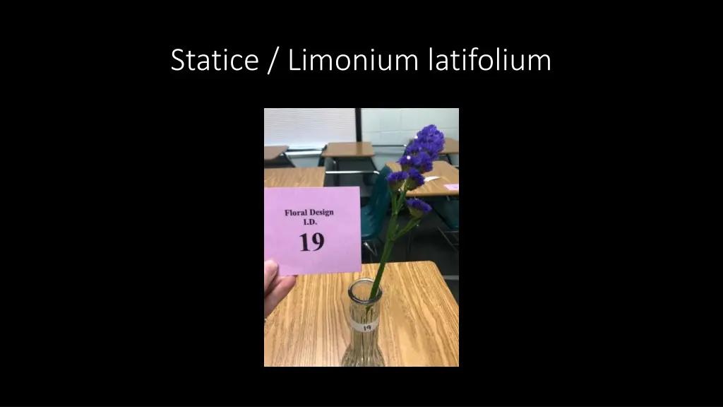 statice limonium latifolium